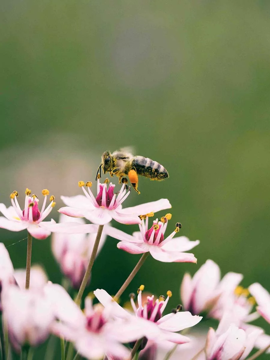 A honey bee flies over a patch of pink flowers. honey bee hive products