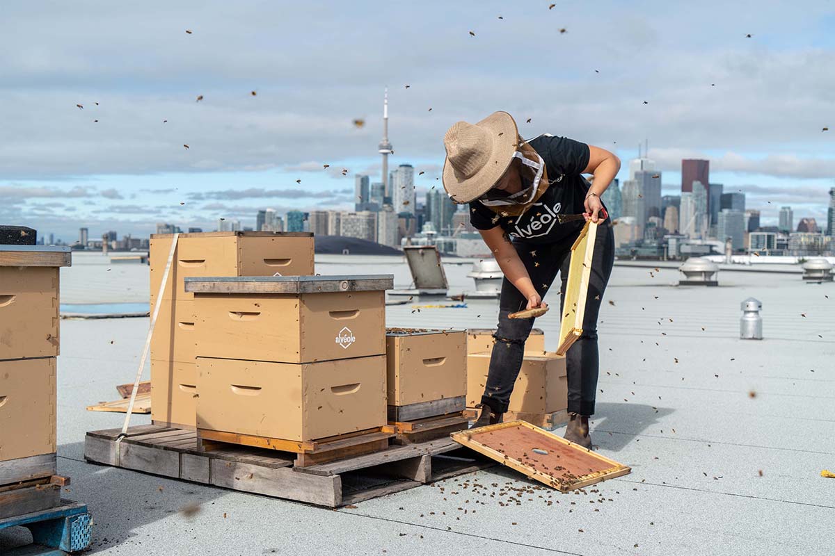 Urban beekeeping in Toronto. durabilité des bâtiments