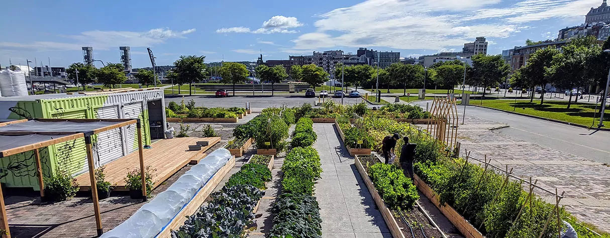 Urban vegetable garden . urban agriculture