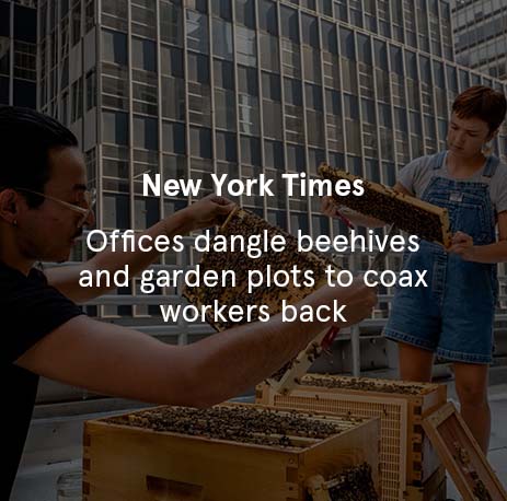 New York Times - Offices Dangle Beehives and Garden Plots to Coax Workers Back