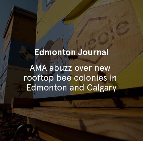 Edmonton Journal - AMA abuzz over new rooftop bee colonies in Edmonton and Calgary