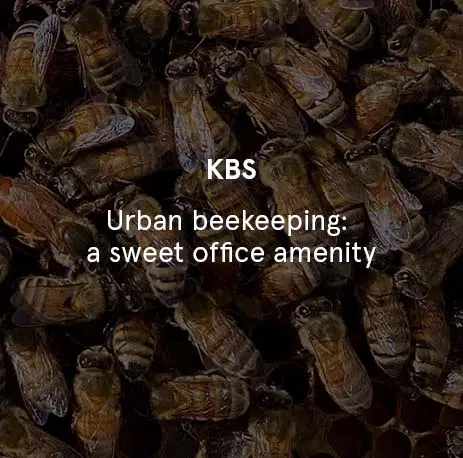 KBS - Urban Beekeeping: A Sweet Office Amenity