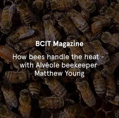 BCIT Magazine - How bees handle the heat – with Alvéole beekeeper Matthew Young
