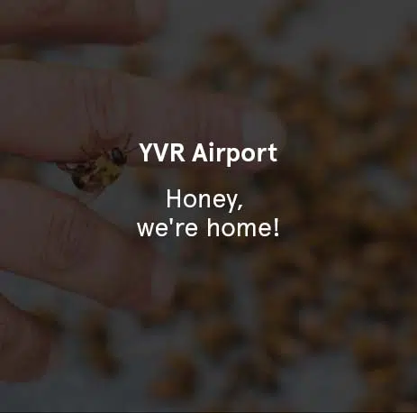 YVR Airport - Honey, We're Home!