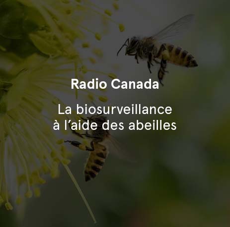 Radio Canada - La biosurveillance à l’aide des abeilles