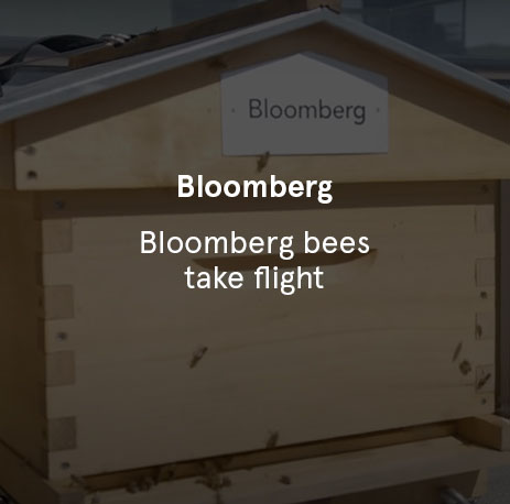 Bloomberg - Bloomberg bees take flight