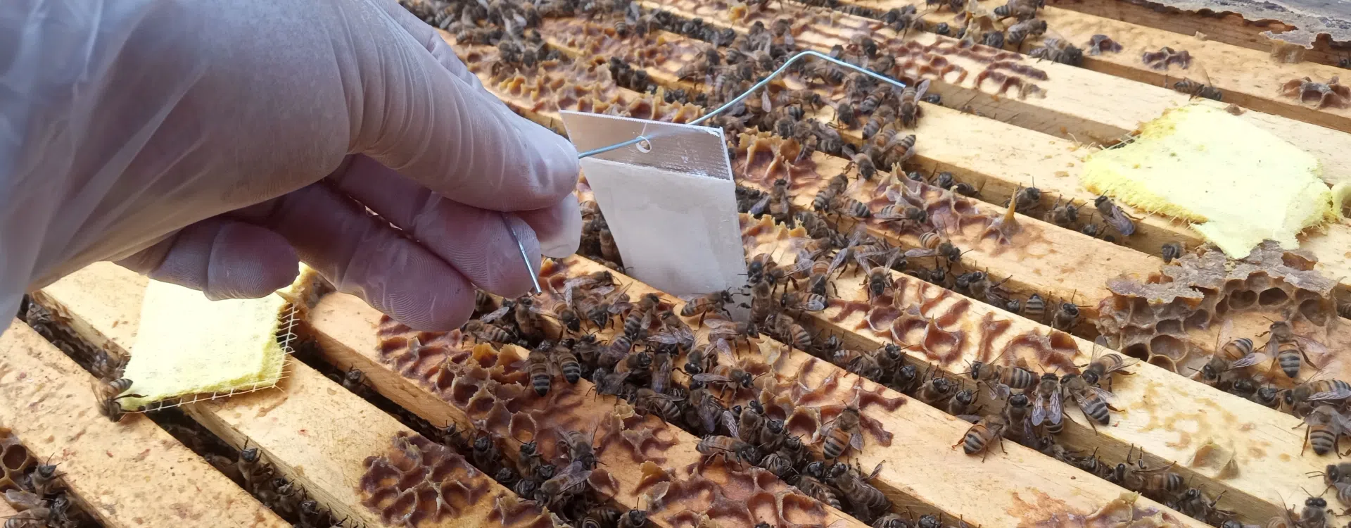 Pesticide monitoring inside beehive