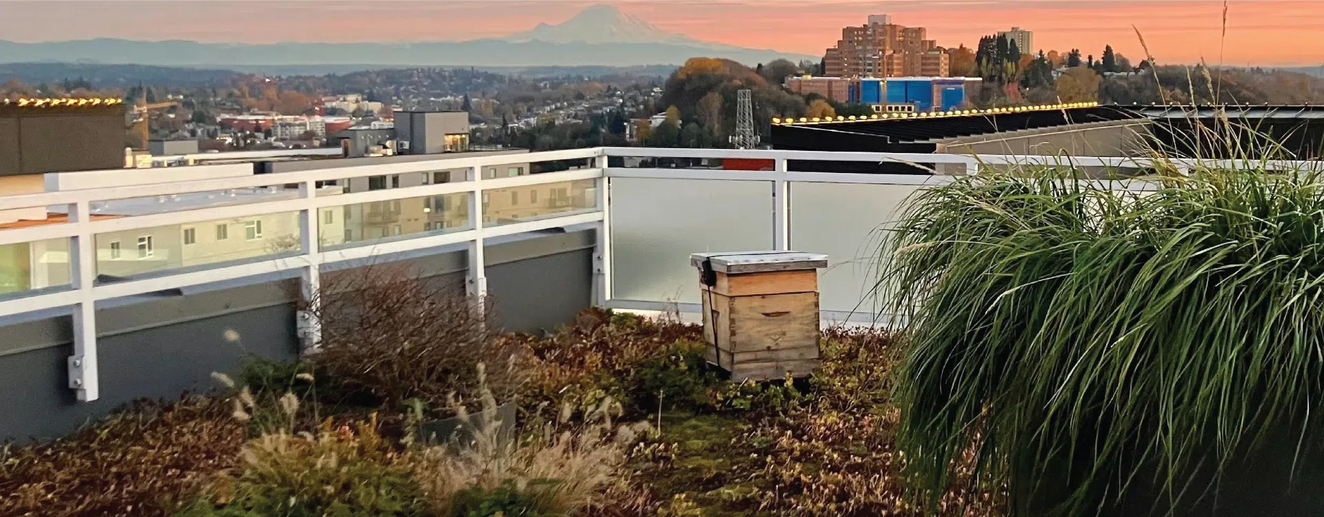 A rooftop garden with a wooden beehive in the center, surrounded by green vegetation and ornamental grasses. In the background, a cityscape stretches toward a mountain range under a pink and orange sunset sky.