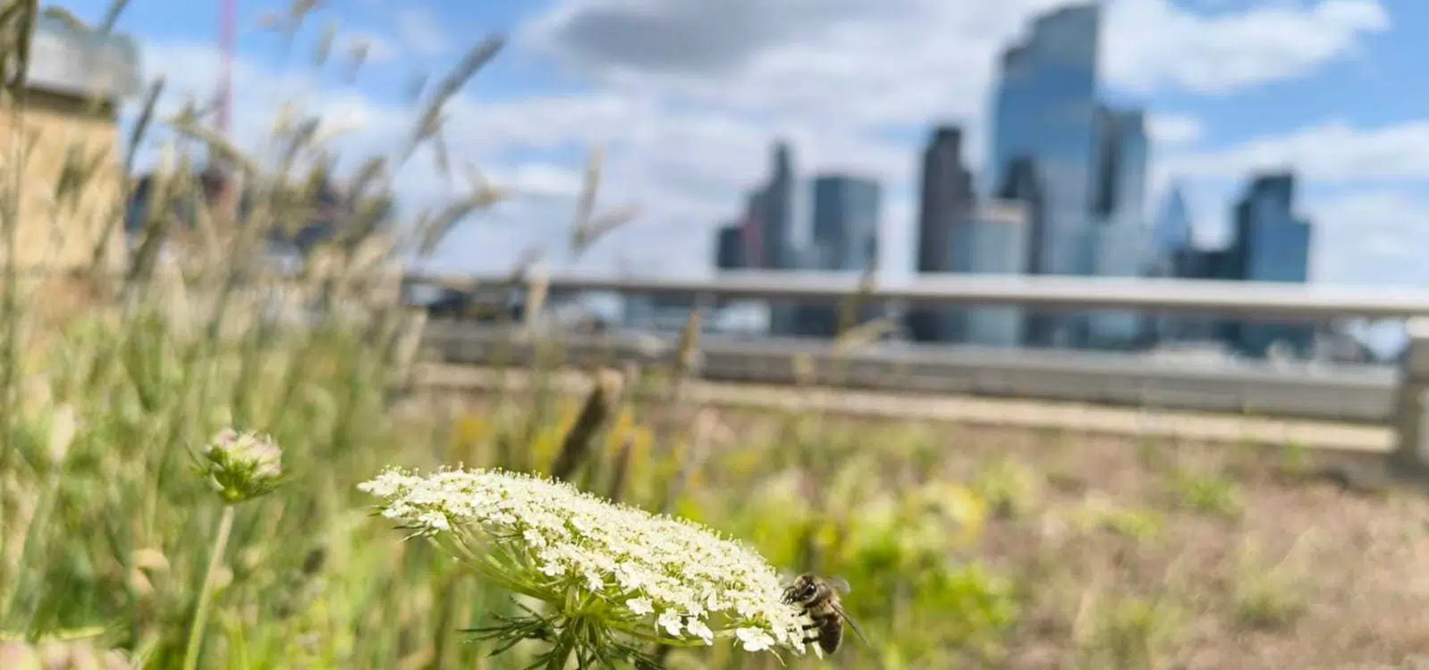 Bee with London background