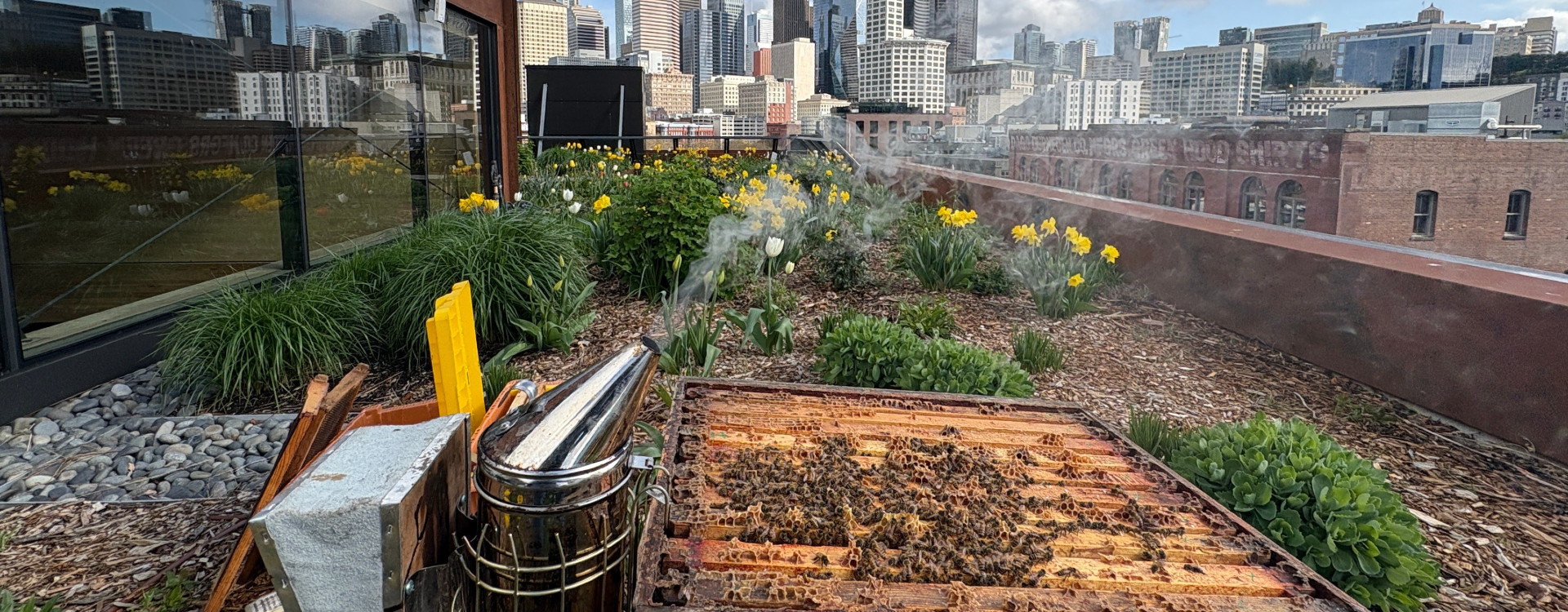 Commercial building rooftop featuring urban beehives with modern city skyline